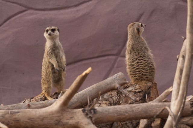 Terra Natura Murcia refuerza su catálogo de especies con la incorporación  de un grupo de suricatas 