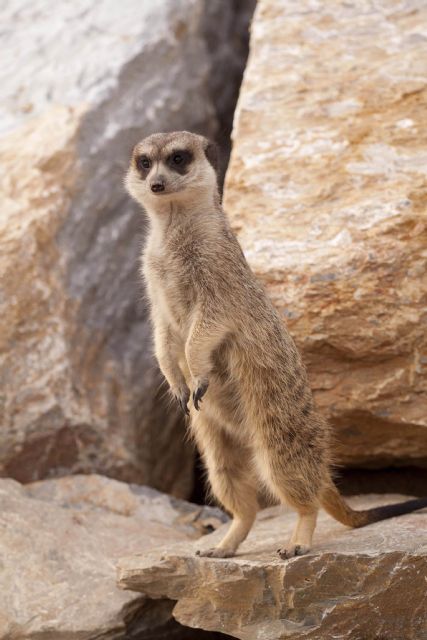 Terra Natura Murcia refuerza su catálogo de especies con la incorporación de un grupo de suricatas - 2, Foto 2