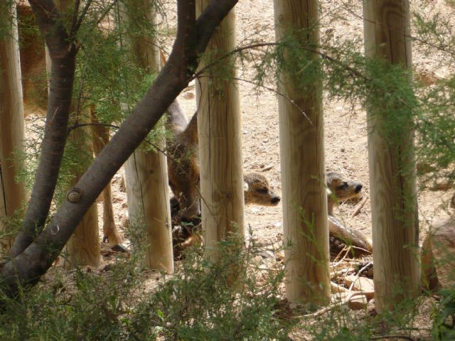 Una hembra de corzo del parque Terra Natura Murcia tiene su cuarto parto gemelar - 1, Foto 1