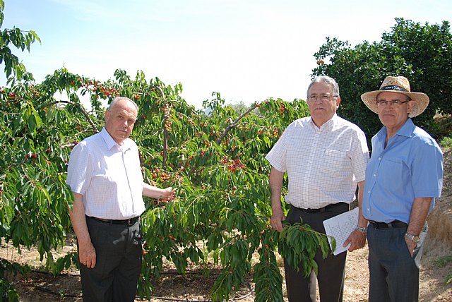 Agricultura espera buenos resultados de los ensayos experimentales de cerezo en la huerta de Murcia - 1, Foto 1