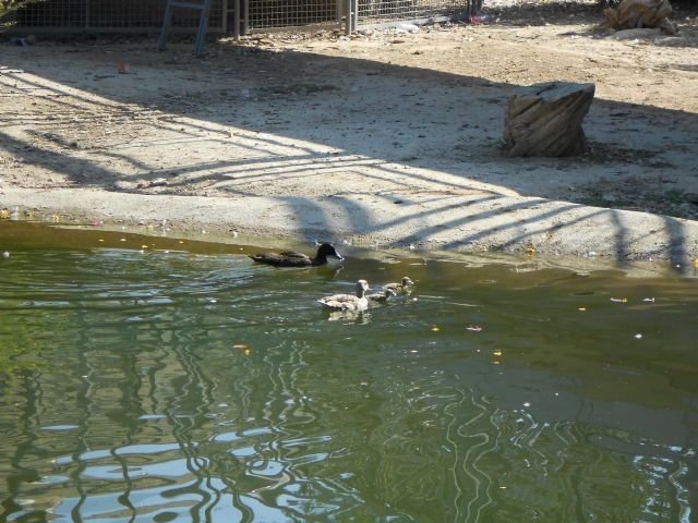 Una especie de patos en peligro de extinción cría en el jardín de Fofó - 1, Foto 1