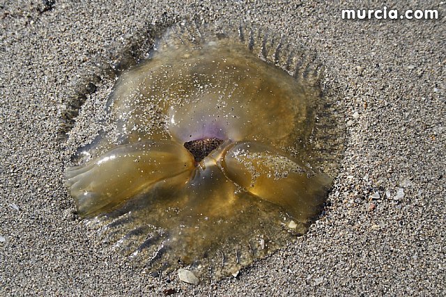 Agricultura comienza a instalar el dispositivo anual de 43 kilómetros de redes para el control de medusas en las playas del Mar Menor - 1, Foto 1