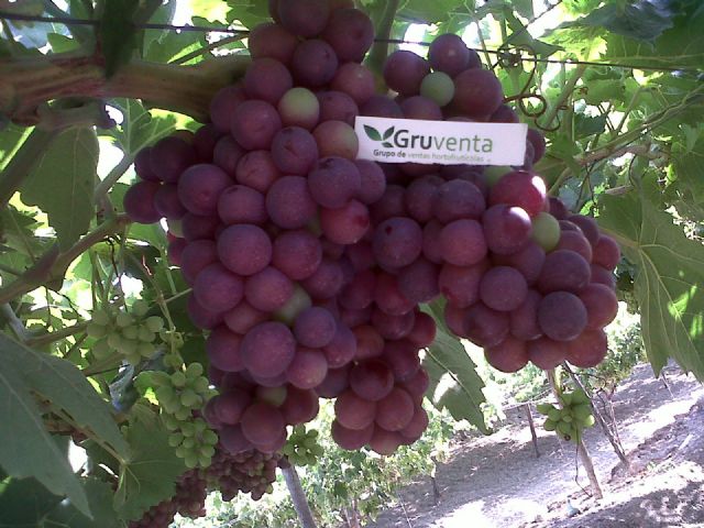GRUVENTA comienza su campaña de uva de mesa murciana - 1, Foto 1