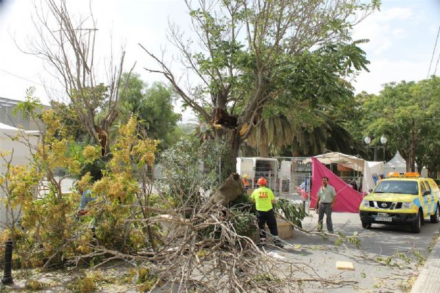 Los Concejales de Servicios y Servicios Sociales, hacen balance de los daños ocasionados el pasado sábado por las fuertes ráfagas de viento - 3, Foto 3