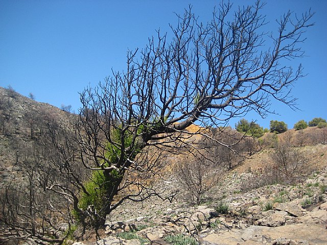 La Comunidad prevé actuar sobre 45 hectáreas afectadas por el incendio de Atamaría - 1, Foto 1