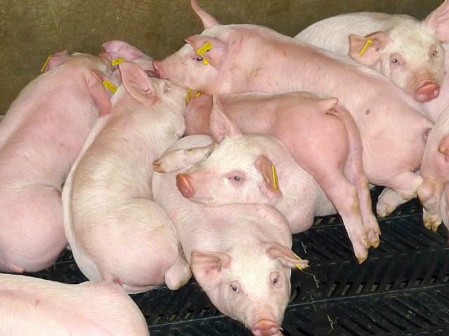 Agricultura investiga en los productos naturales la alternativa al uso de antibióticos para la cría de ganado porcino - 1, Foto 1