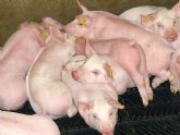 Agricultura investiga en los productos naturales la alternativa al uso de antibióticos para la cría de ganado porcino