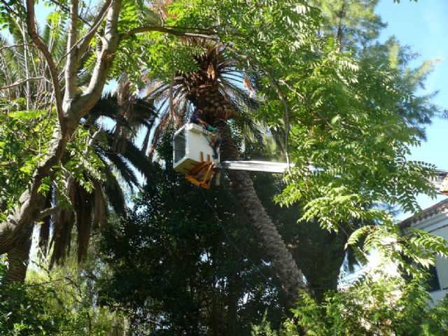 La Concejalía de Jardines concluye el tratamiento contra el Picudo durante esta temporada - 2, Foto 2