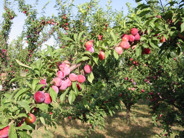 Agricultura y el CEBAS realizan ensayos de fertilización de suelos en cultivos de frutales ecológicos en fincas colaboradoras - 1, Foto 1