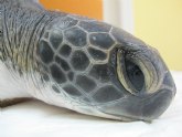 Presidencia libera por primera vez en la Regin un ejemplar de tortuga verde tras ser curada en el Centro de Recuperacin de Fauna Silvestre