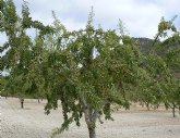 Agricultura realiza ensayos con variedades de almendro de floracin tarda en zonas con gran concurrencia de heladas primaverales