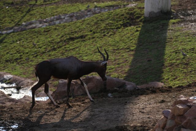 Terra Natura Murcia incorpora una hembra de damalisco a sus instalaciones para crear un grupo reproductor - 1, Foto 1