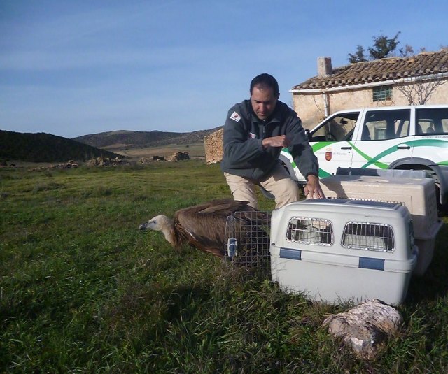 Cinco buitres leonados vuelven a su hábitat natural tras ser liberados en la Sierra de Mojantes - 1, Foto 1