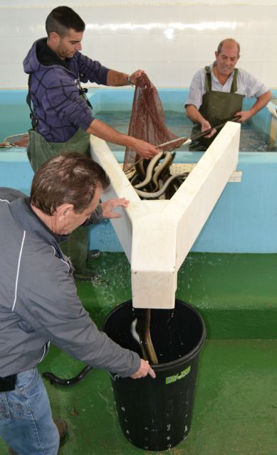 La cofradía de pescadores estima capturar más de 26.000 kilos de anguilas en la campaña de este año - 1, Foto 1