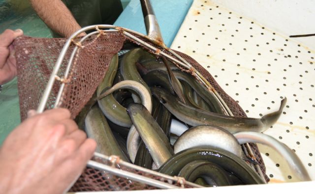 La cofradía de pescadores estima capturar más de 26.000 kilos de anguilas en la campaña de este año - 2, Foto 2