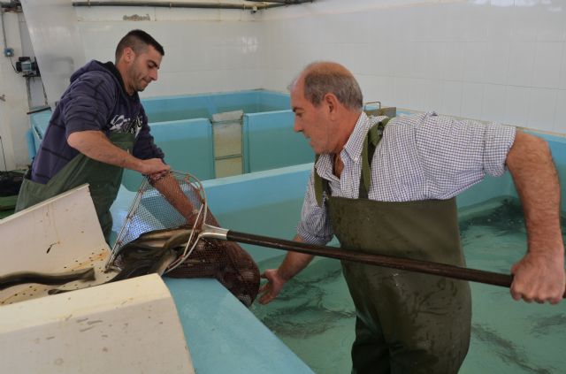 La cofradía de pescadores estima capturar más de 26.000 kilos de anguilas en la campaña de este año - 3, Foto 3