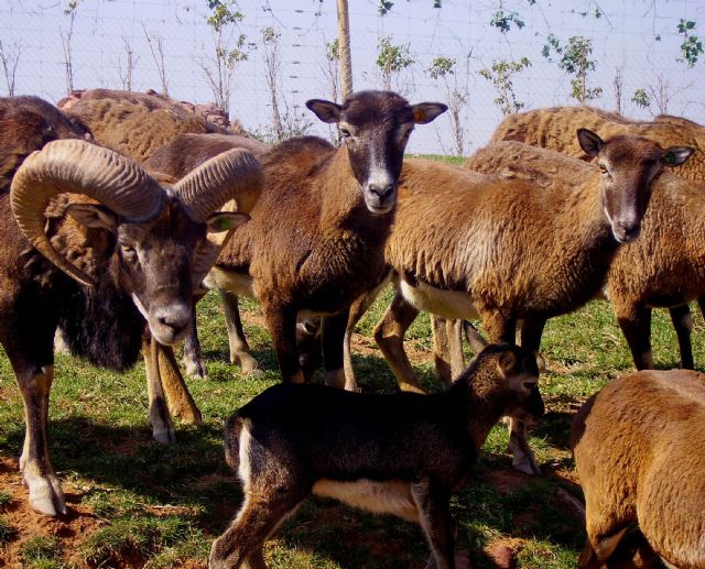 El parque Terra Natura Murcia experimenta una eclosión de nacimientos de  muflones 