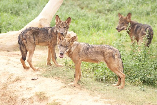 Los expertos de Terra Natura Murcia consiguen constituir una manada completa de lobos ibéricos - 1, Foto 1