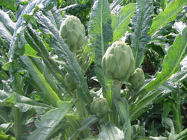 Agricultura asesora en el cultivo de plantaciones comerciales de alcachofa de semilla - 1, Foto 1