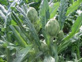 Agricultura asesora en el cultivo de plantaciones comerciales de alcachofa de semilla