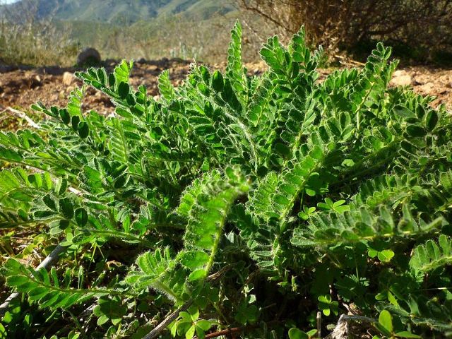 Aún quedan plazas para el curso de Flora y Fauna de la Región dirigido a mayores - 1, Foto 1