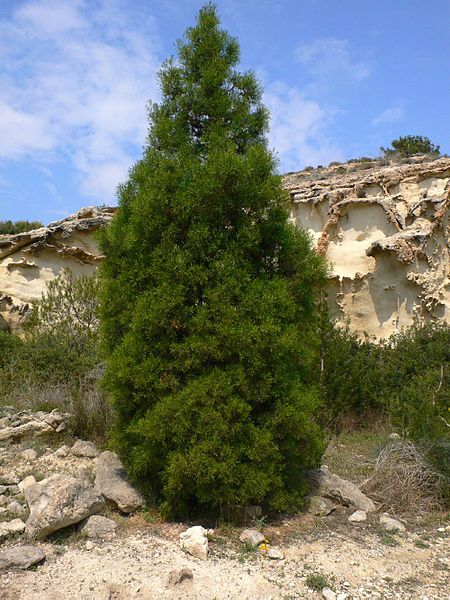 Aún quedan plazas para el curso de Flora y Fauna de la Región dirigido a mayores - 2, Foto 2