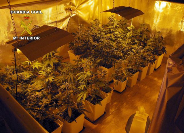 La Guardia Civil detiene a nueve personas por cultivar y traficar con marihuana - 1, Foto 1