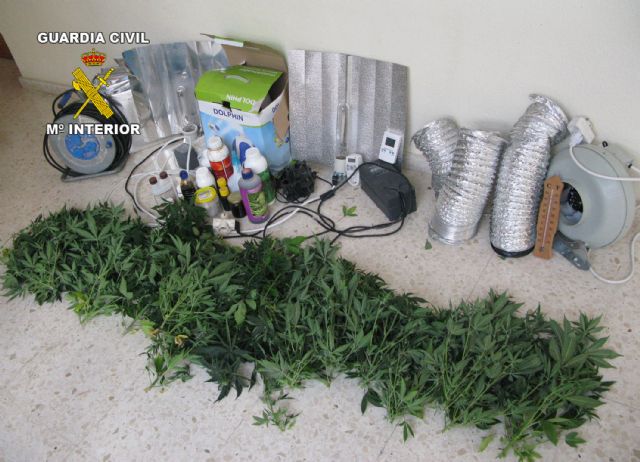 La Guardia Civil detiene a nueve personas por cultivar y traficar con marihuana - 3, Foto 3