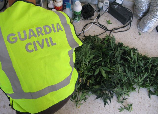 La Guardia Civil detiene a nueve personas por cultivar y traficar con marihuana - 5, Foto 5