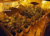 La Guardia Civil detiene a nueve personas por cultivar y traficar con marihuana