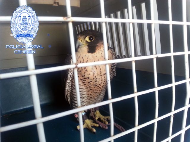 La Policía Local rescata un ejemplar de halcón peregrino que se hallaba perdido en la Vía Verde - 1, Foto 1