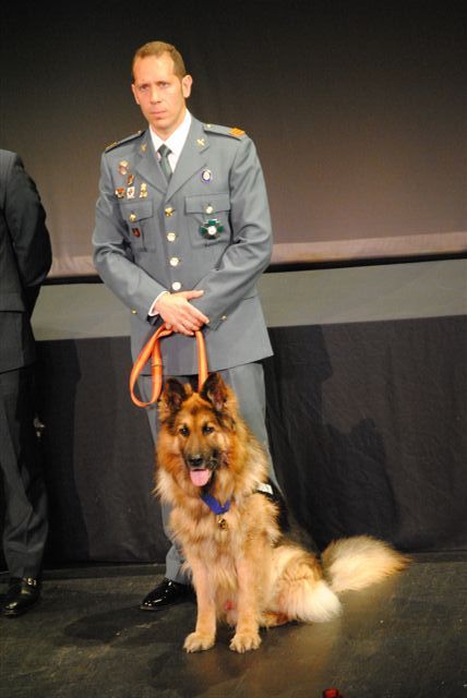 Ajax, un perro condecorado por sus servicios relevantes - 5, Foto 5