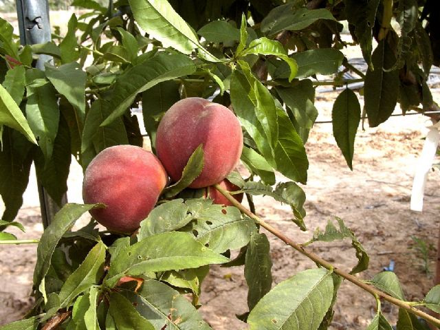 Agricultura estima un incremento en la cosecha de melocotón del 24 por ciento respecto al año anterior - 1, Foto 1