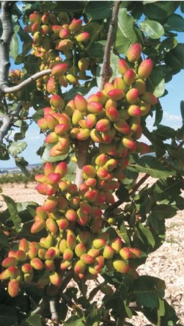 Agricultura impulsa el cultivo del pistacho en las zonas del interior de la Región - 1, Foto 1