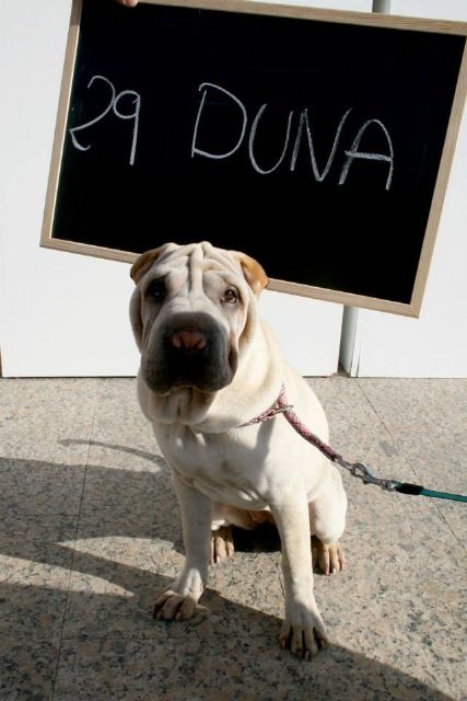 Duna, una perrita shar-pei, será la mascota de Lorquí 2013 - 1, Foto 1