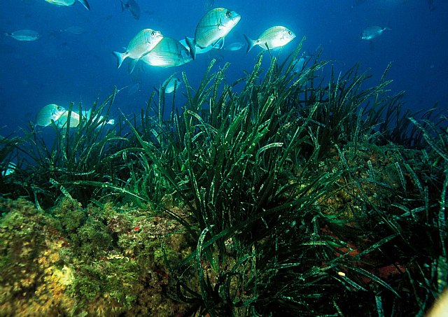 La Consejería de Presidencia pone en marcha la campaña de sensibilización sobre la planta marina Posidonia oceánica - 1, Foto 1