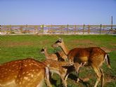 La coleccin de animales de Terra Natura Murcia se ampla con el nacimiento de tres cras de gamo