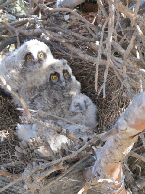 La Comunidad libera diferentes ejemplares de aves tras ser curados en el Centro de Recuperación de Fauna Silvestre ´El Valle´ - 1, Foto 1