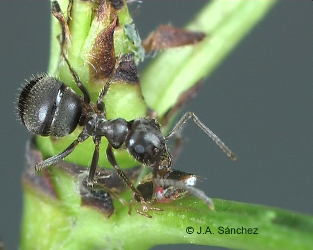Agricultura comprueba que la presencia de hormigas es beneficiosa para el control biológico de la plaga de la Psyla del peral - 1, Foto 1