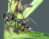 Agricultura comprueba que la presencia de hormigas es beneficiosa para el control biológico de la plaga de la Psyla del peral