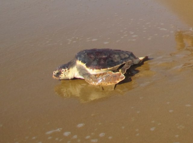 El Centro de Recuperación de Fauna Silvestre de El Valle libera a una tortuga boba, dos lagartos ocelados y cuatro camaleones - 1, Foto 1