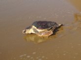 El Centro de Recuperacin de Fauna Silvestre de El Valle libera a una tortuga boba, dos lagartos ocelados y cuatro camaleones