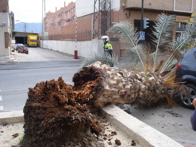 Agricultura recuerda que la vigilancia y el mantenimiento fitosanitario de las palmeras es responsabilidad de sus propietarios - 1, Foto 1