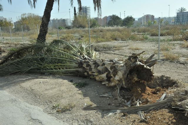 Agricultura recuerda que la vigilancia y el mantenimiento fitosanitario de las palmeras es responsabilidad de sus propietarios - 2, Foto 2