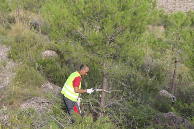 La brigada municipal de selvicultura ya está trabajando en diversos montes de Jumilla - 2, Foto 2