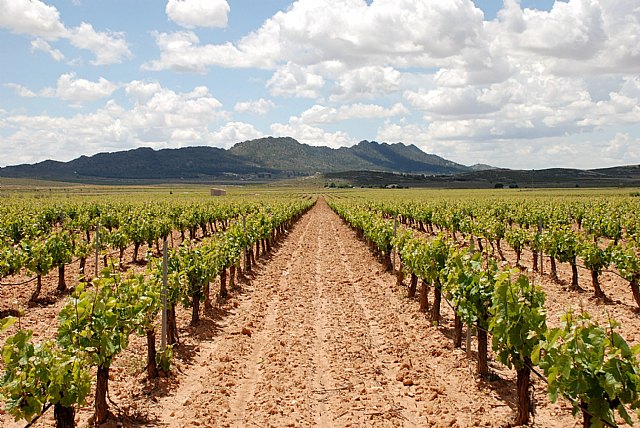 El cultivo de uva de vinificación incrementa este año su producción un 8,3 por ciento respecto a la pasada campaña - 1, Foto 1