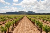 El cultivo de uva de vinificacin incrementa este año su produccin un 8,3 por ciento respecto a la pasada campaña