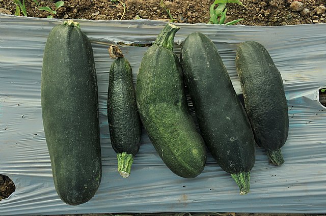 Agricultura promueve medidas para  el control de una nueva virosis que ataca diversos cultivos hortícolas de la Región - 1, Foto 1