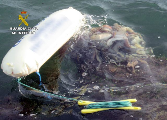 La Guardia Civil decomisa 35 kilos de pulpo capturado ilegalmente en San Pedro del Pinatar - 1, Foto 1