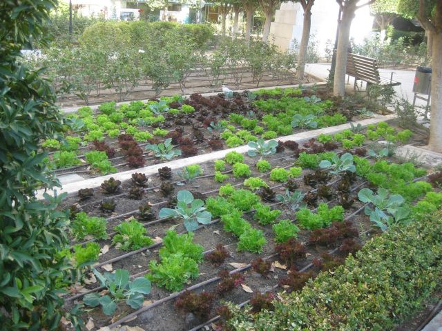 Hortalizas ornamentales decoran el jardín López Ferrer - 2, Foto 2